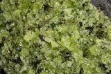 Peridot in Basalt - Arizona #324716-1